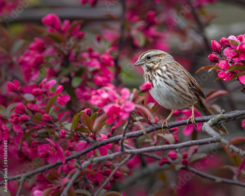 A Song Sparrow in a crabapple tree in full spring bloom photo