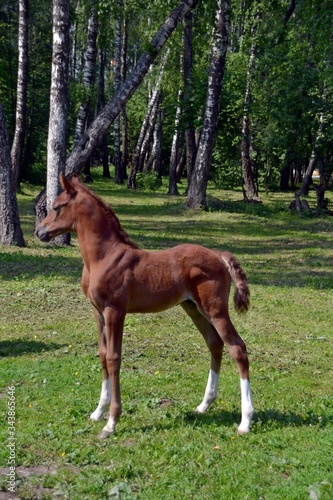 Arad stallion in a birch grove