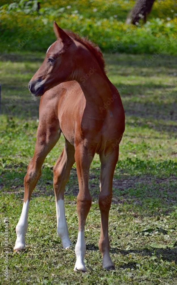 Fototapeta premium Young arabian colt looks away