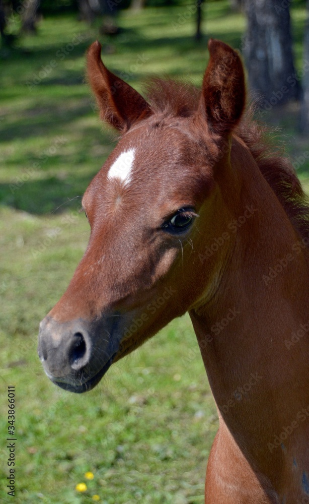 Fototapeta premium Red, arab colt close up