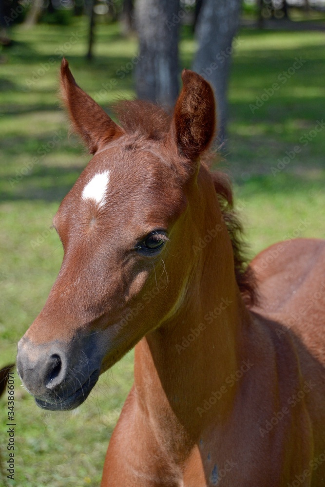 Portrait of a red-haired young stallion Portrait of a red-haired young stallion