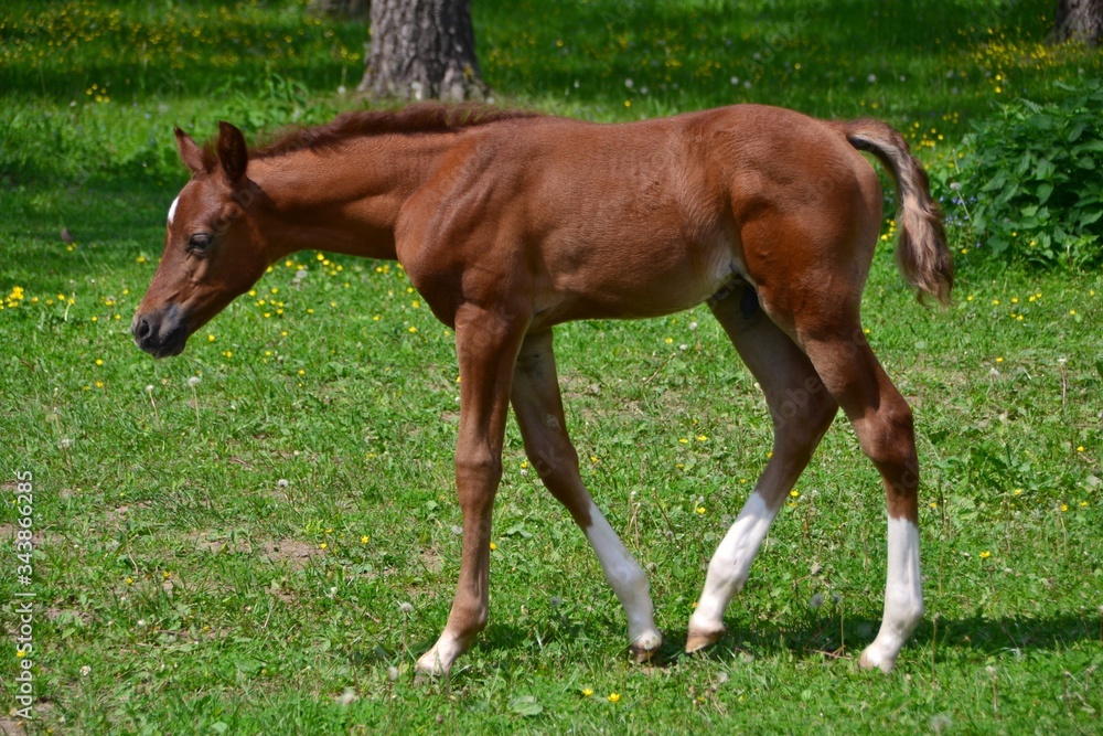 An arab colt with white legs walks on the grass An arab colt with white legs walks on the grass