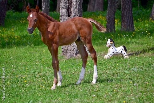 Arabian colt and baby horse