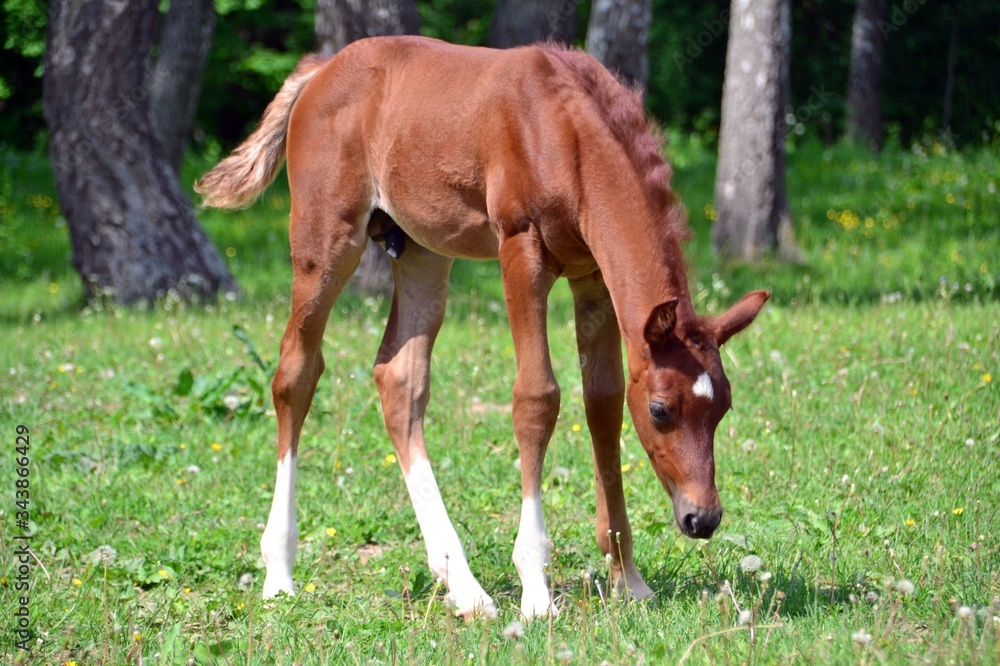 Red arabian colt near a birch grove Red arabian colt near a birch grove