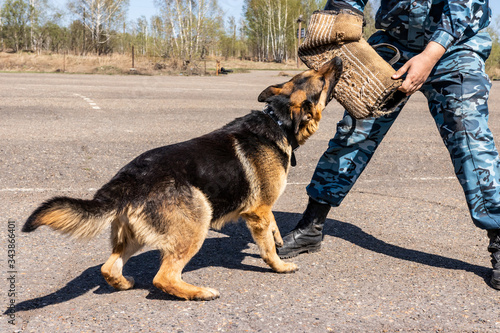 police dog. dog training german shepherd