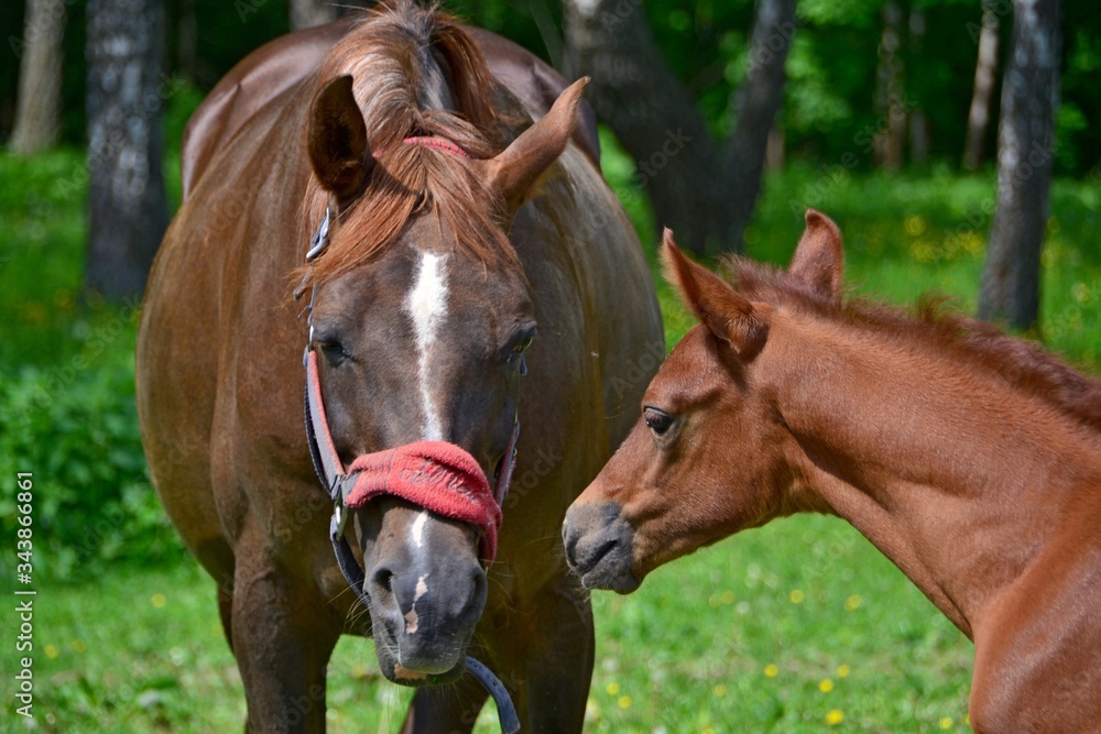 Portrait of an arab mare and her son