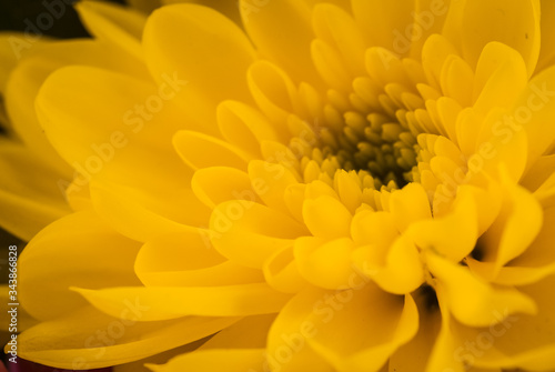 Close up from top of a yellow flower.