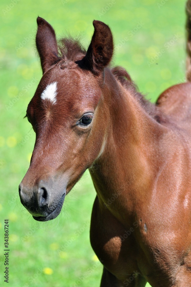 Fototapeta premium Portrait of a red arabian colt on a green background