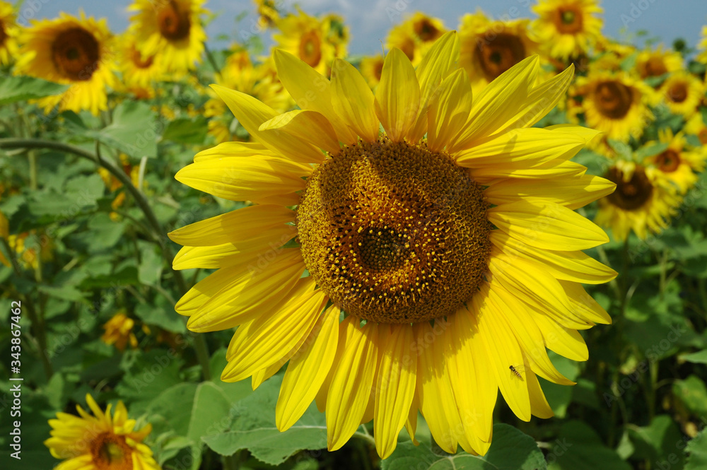 sunflower catches ray of sun in august somewhere in centre of Russia sunflower catches ray of sun in august somewhere in centre of Russia
