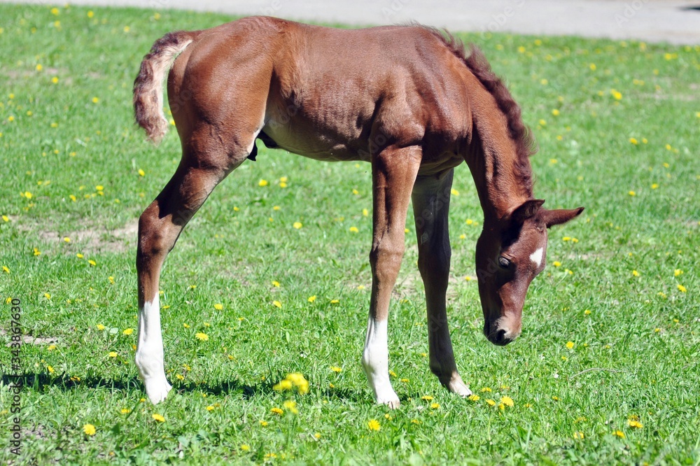 Fototapeta premium Arab red stallion with a child is mane and tail