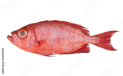 Canvas Print Red bigeye fish or red sea perch isolated on white, Priacanthus macracanthus