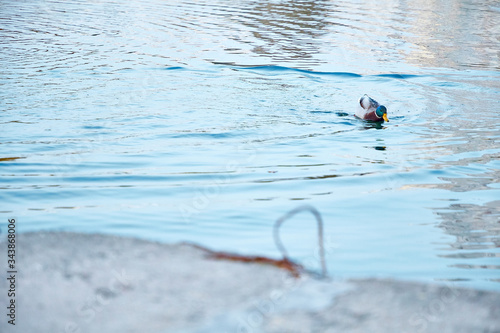 Ducks, male and female swim in the river