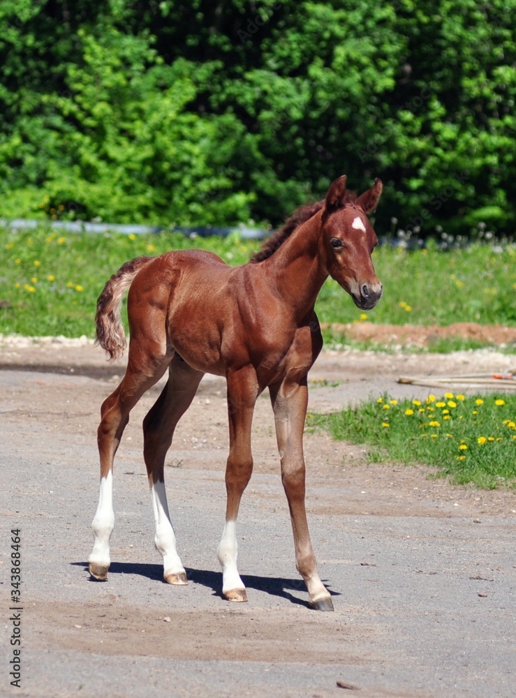Obraz premium Na drodze stoi arabski źrebak
