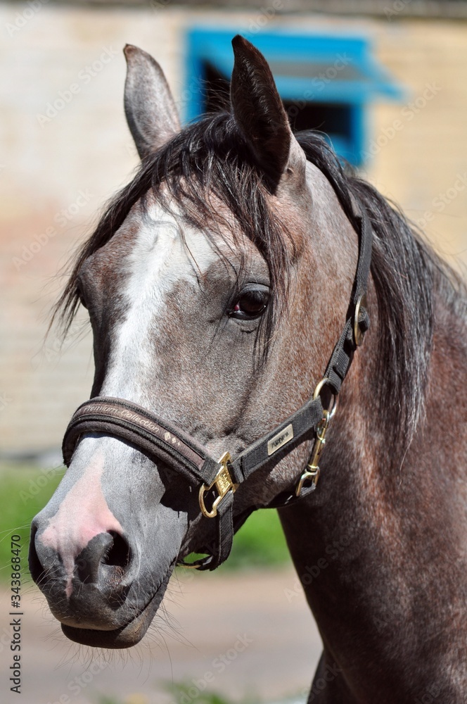 Fototapeta premium Portrait of a red and grey arabian mare