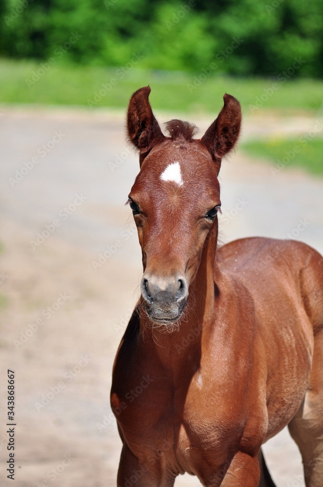 Obraz premium The Red arabian stallion looks straight ahead