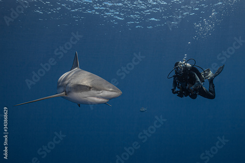 A diver and a grey reef shark in blue water photo