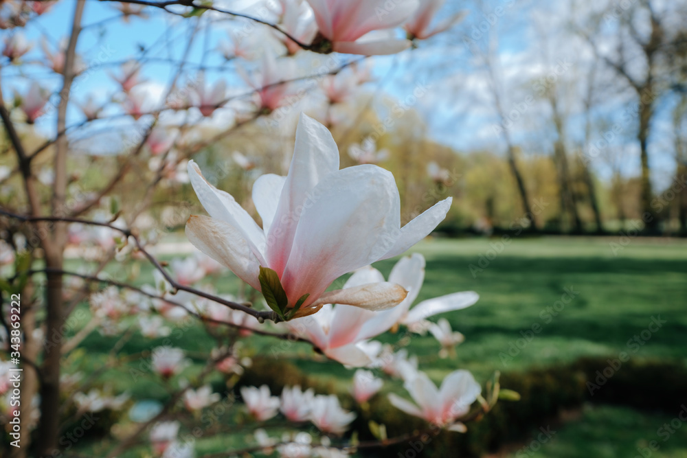 Large pink flowers and buds magnolia in the spring park Large pink flowers and buds magnolia in the spring park