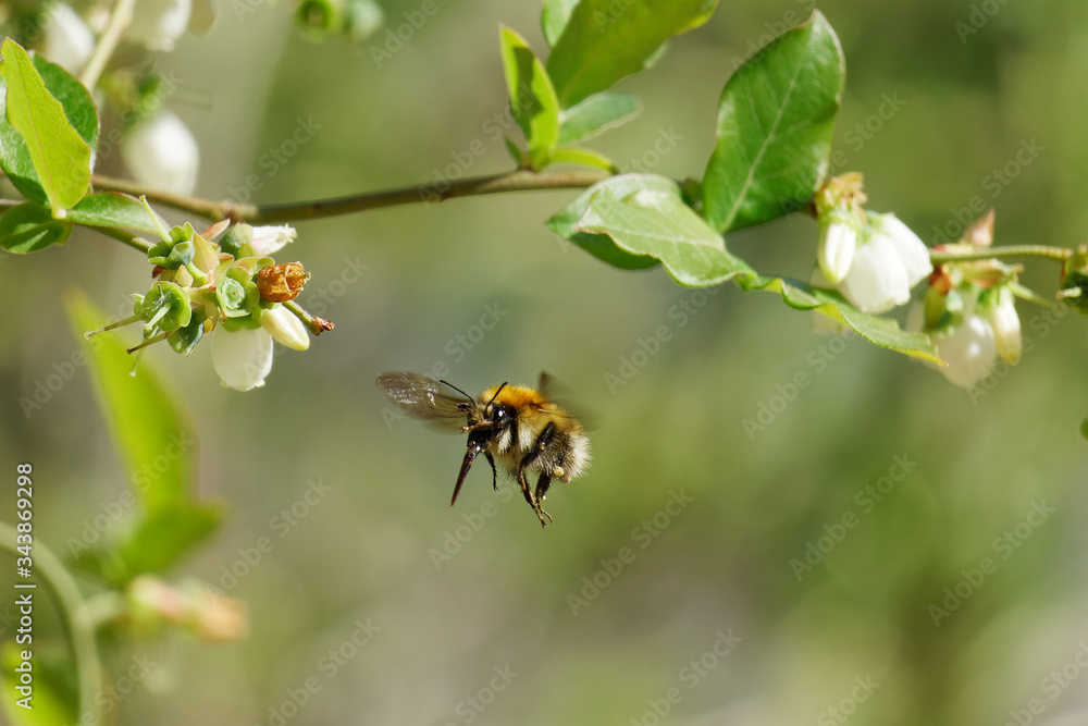Ackerhummel (Bombus pascuorum) im Anflug auf eine Heidelbeerenblüte Ackerhummel (Bombus pascuorum) im Anflug auf eine Heidelbeerenblüte