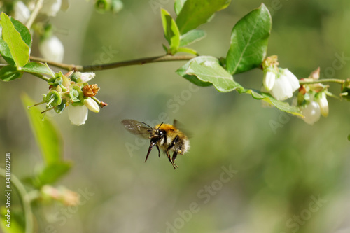 Ackerhummel  (Bombus pascuorum) im Anflug auf eine Heidelbeerenblüte
