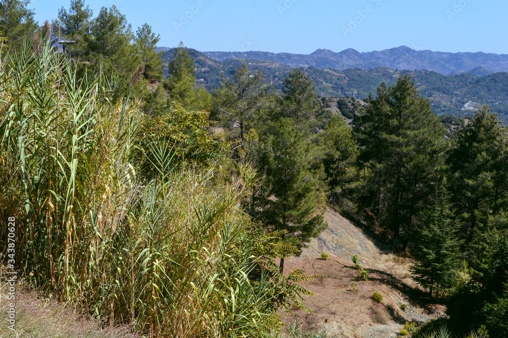 Green plants on the slopes of the Troodos mountains in Cyprus. Green plants on the slopes of the Troodos mountains in Cyprus.