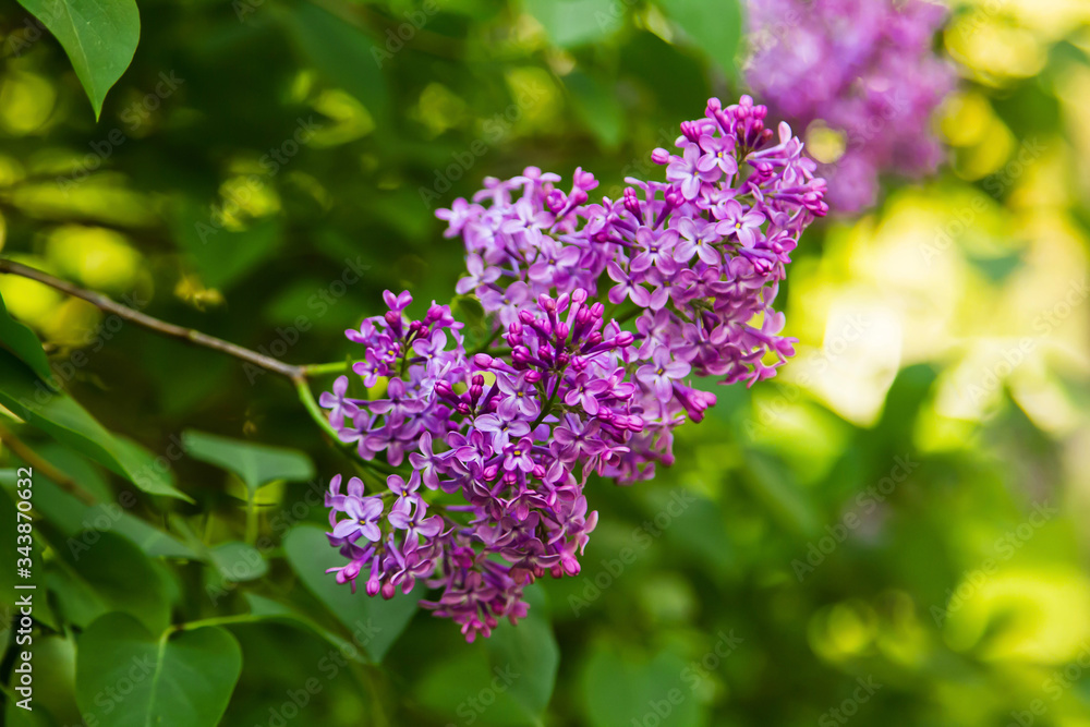 Bright blooming lilacs against the background of green leaves and twigs. Bright blooming lilacs against the background of green leaves and twigs.