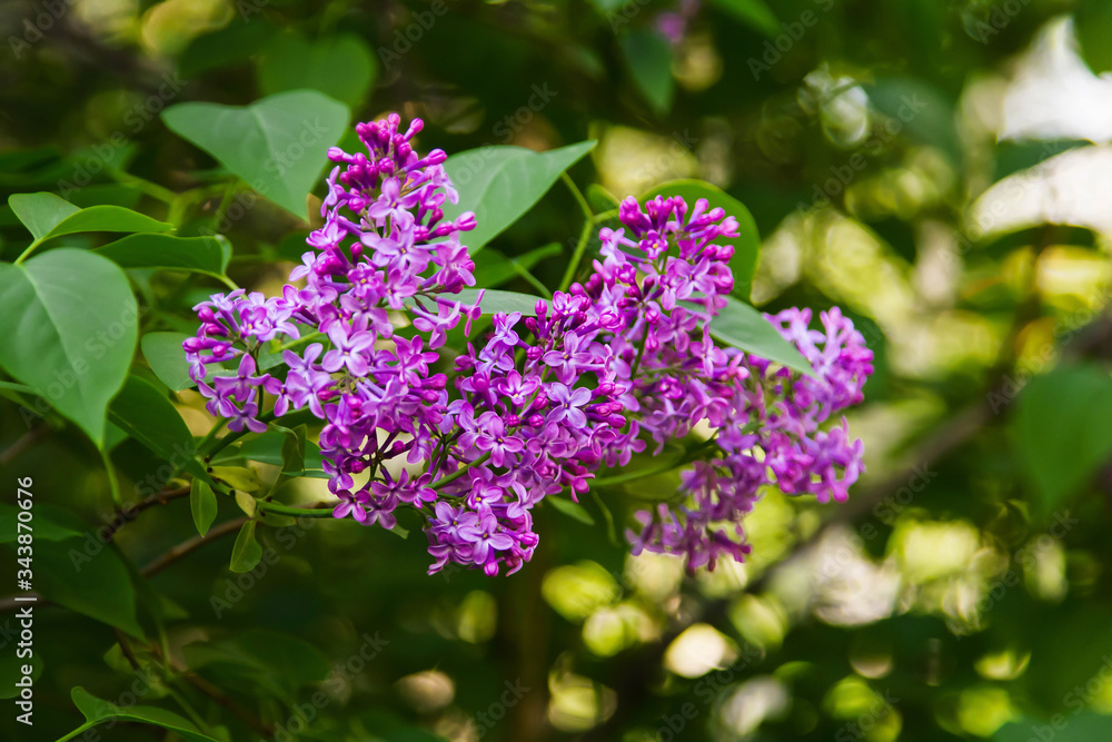 Bright blooming lilacs against the background of green leaves and twigs. Bright blooming lilacs against the background of green leaves and twigs.