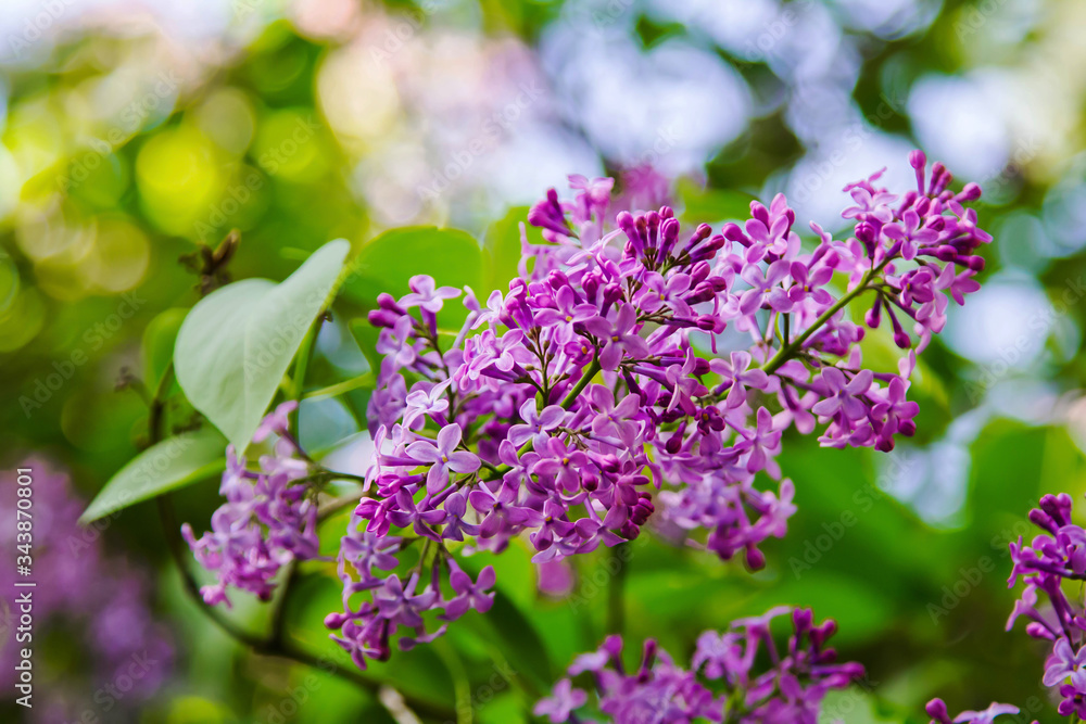 Bright blooming lilacs against the background of green leaves and twigs. Bright blooming lilacs against the background of green leaves and twigs.
