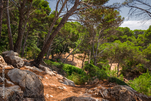 Panoramic view of a pine forest on the island of Menorca in Spain.