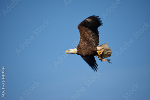 Bald eagle flying with a fish