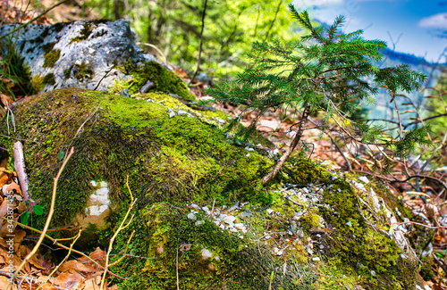 Small mini-tree growing on a mossy stone  moss and lichen covered a small rock