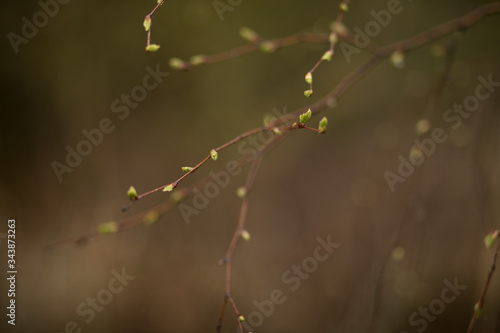 wiosenne pąki  © Sieku Photo