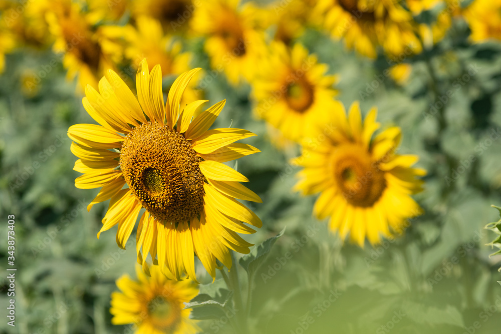Sunflowers Field Sunflowers Field