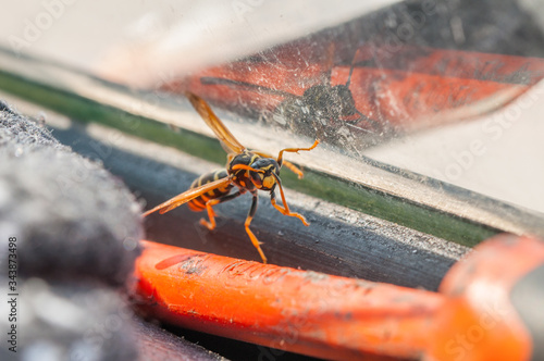 Close up photo of yellow wasp,Insect
