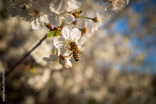 Biene auf Pflanze. Macro.
