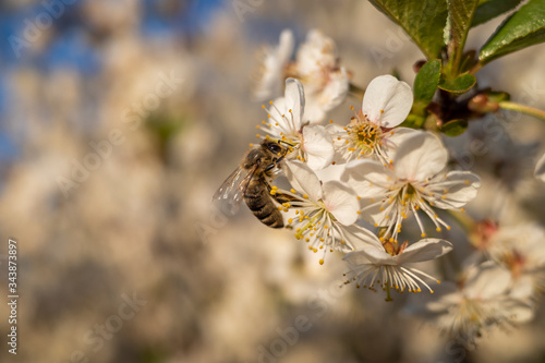 Biene auf Pflanze. Macro. © artpirat