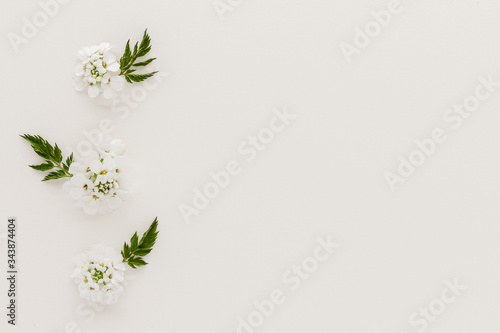 Minimal style photography. White flower white green leaves , natural creative composition top view background with copy space for your text. Flat lay.