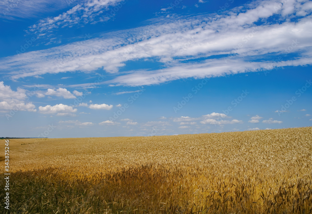 Golden ears of ripe wheat. Closeup ears on a wheat field against a blue sky and white clouds Golden ears of ripe wheat. Closeup ears on a wheat field against a blue sky and white clouds