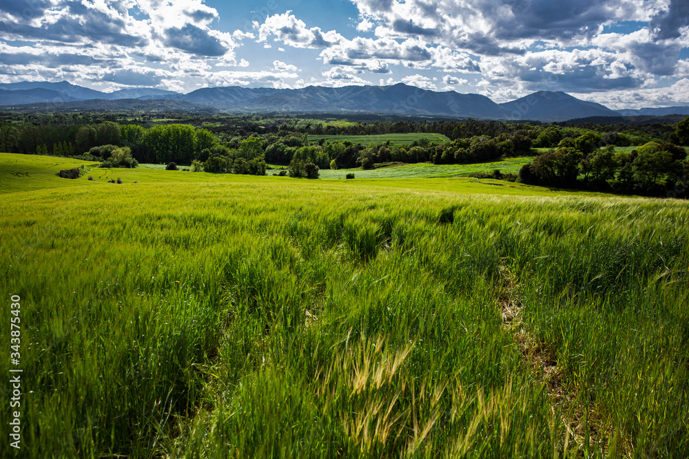 Fototapeta premium Spring landscape