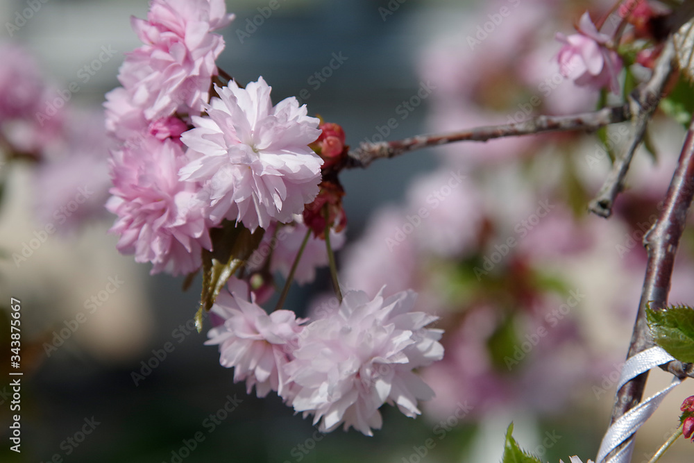 Obraz premium Blühende Zierkirschen