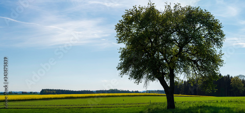 Baum mit hügeliger Landschaft in Oberösterreich Panorama