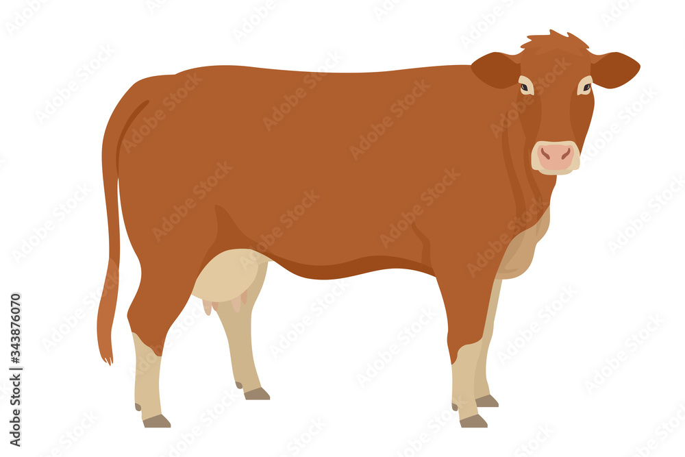 Limousin cow Breeds of domestic cattle Flat vector illustration Isolated object on white background Limousin cow Breeds of domestic cattle Flat vector illustration Isolated object on white background