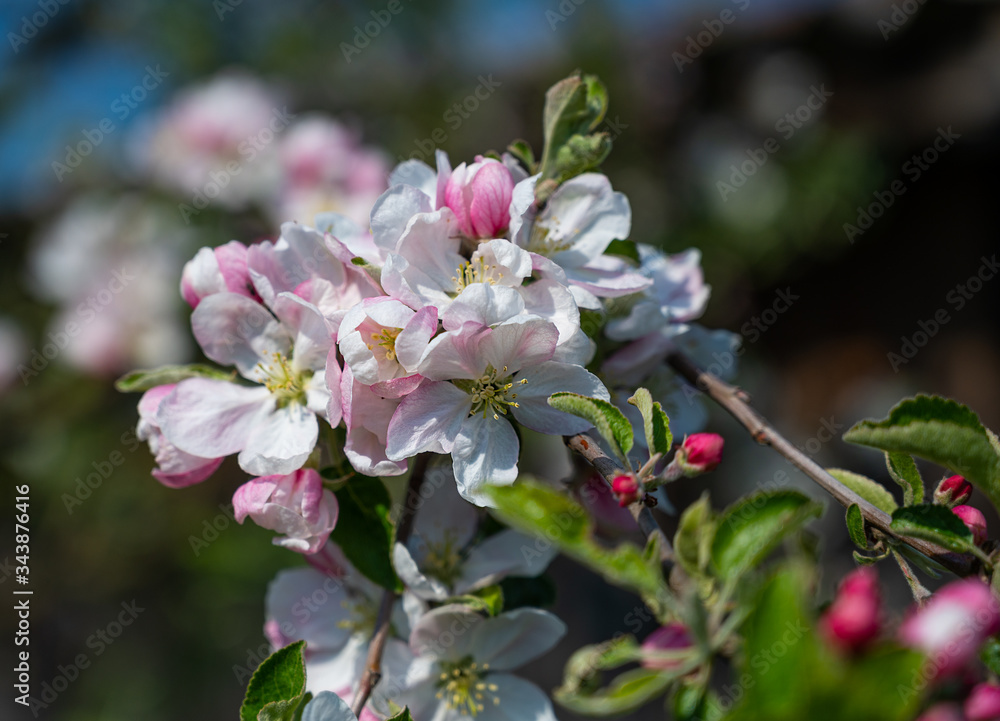 Pink apple tree flowers at the branch in spring Pink apple tree flowers at the branch in spring