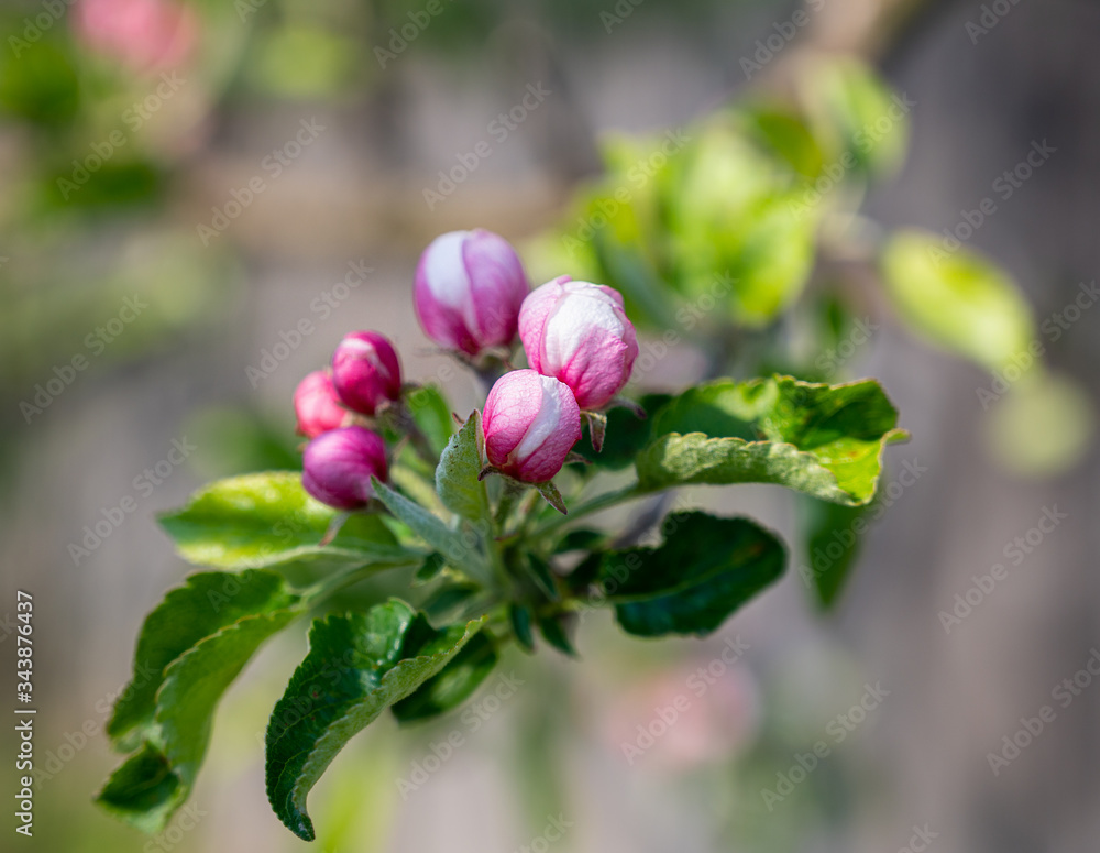 Pink apple tree flowers at the branch in spring Pink apple tree flowers at the branch in spring