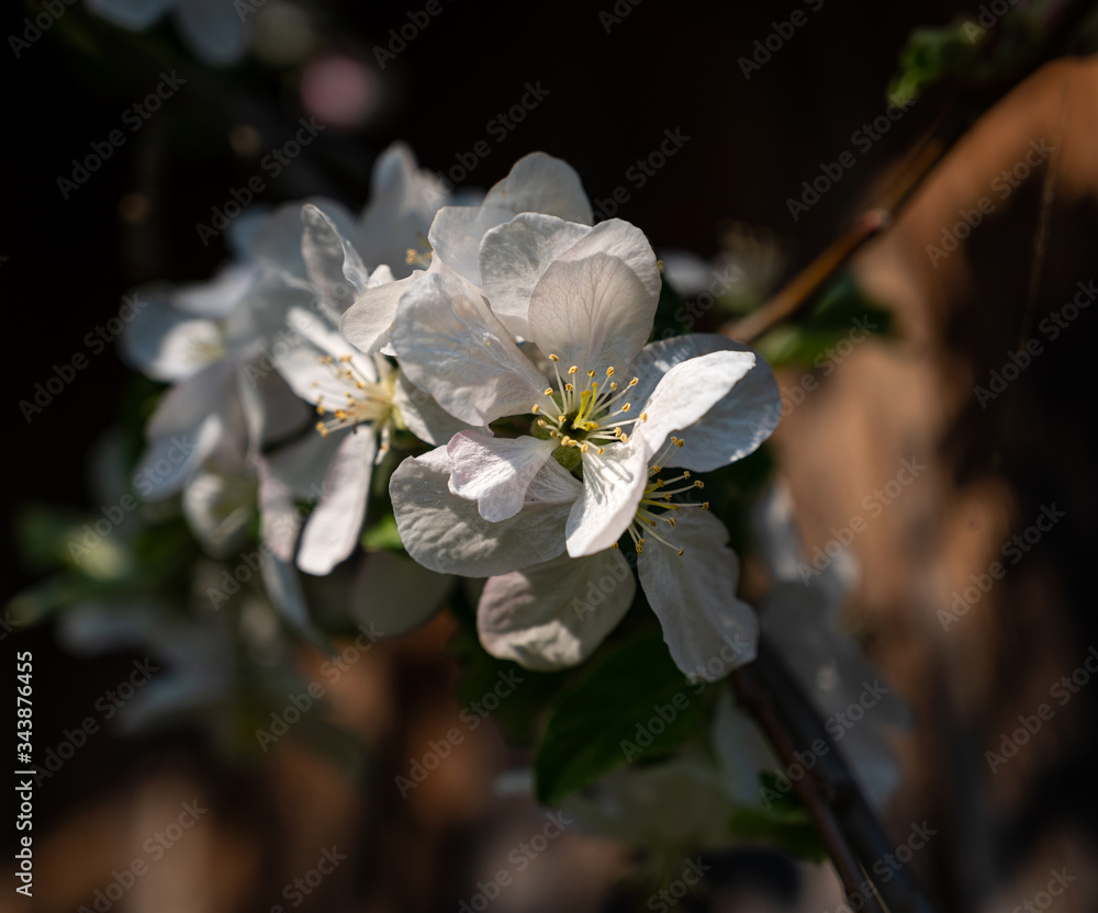 White apple tree flowers at the branch in spring