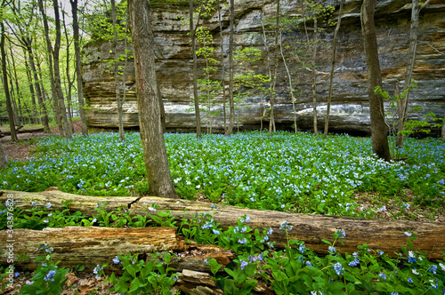 Blooming virginia bluebells carpet the floor of a sandstone canyon in spring.