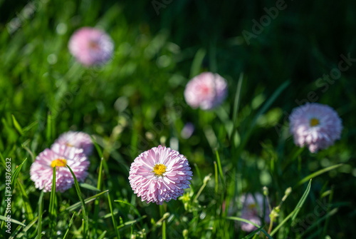 Pink Bellis in sun rays