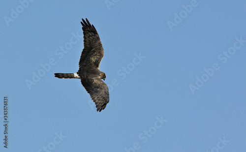 Pallid Harrier  Circus macrourus   Crete