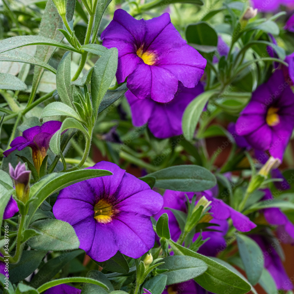 purple flowers calibrachoa in a pot with green leaves in greenhouse