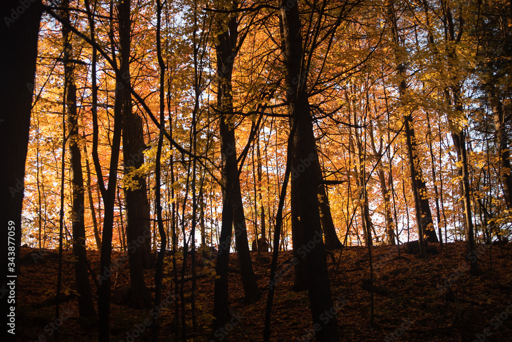 Forrest silhouette with sun shining through golden leaves Forrest silhouette with sun shining through golden leaves