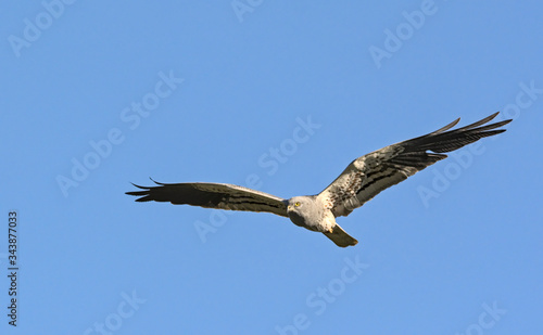 Montagu s Harrier  Circus pygargus . Greece